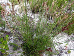 Thamnochortus lucens
