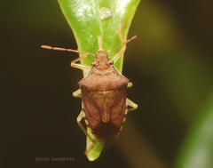 Supputius cincticeps