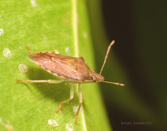 Supputius cincticeps