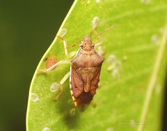 Supputius cincticeps