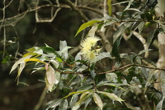 Syzygium gerrardii