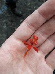 Epidendrum cochlidium