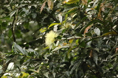 Syzygium gerrardii