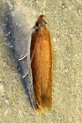 Tampa dimediatella