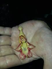 Columnea medicinalis