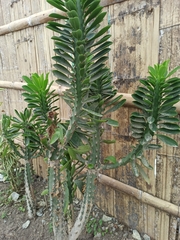 Magnoliopsida