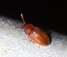 Cryptophagus setulosus