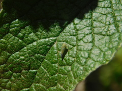 Bucephalogonia xanthophis