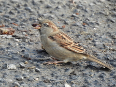 Passer domesticus balearoibericus