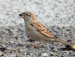 Passer domesticus balearoibericus