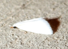 Leptosteges vestaliella