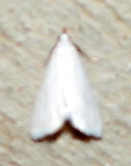Leptosteges vestaliella