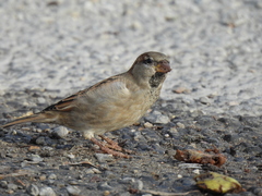 Passer domesticus balearoibericus