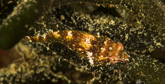Apletodon pellegrini