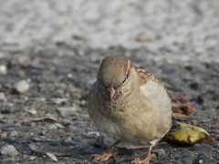 Passer domesticus balearoibericus