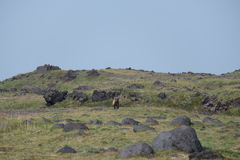 Ursus arctos beringianus