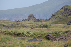 Ursus arctos beringianus