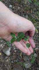 Chiropetalum griseum