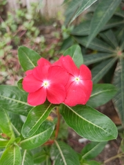 Catharanthus roseus