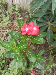 Catharanthus roseus