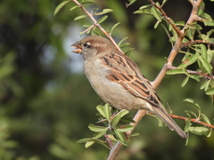Passer domesticus balearoibericus