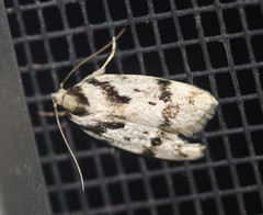 Barea basigramma