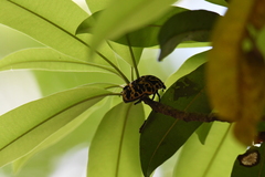 Gymnetis sallei