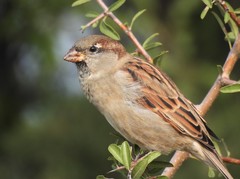 Passer domesticus balearoibericus