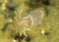 Image of Haloclava capensis