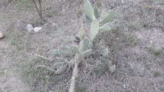 Opuntia amyclaea