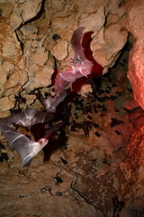 Mormoops megalophylla