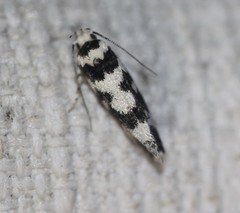 Lichenaula melanoleuca