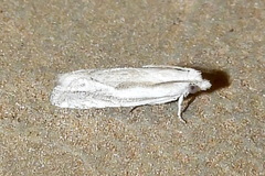 Eucosma pallidicostana