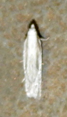 Eucosma pallidicostana