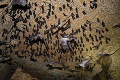 Mormoops megalophylla