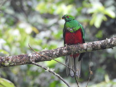 Pharomachrus antisianus