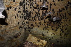 Mormoops megalophylla