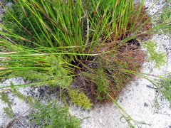 Thamnochortus lucens