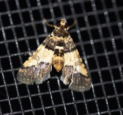 Nacoleia mesochlora