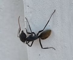 Camponotus chrysurus