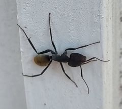 Camponotus chrysurus