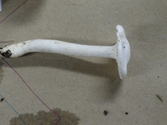Hygrophorus piceae