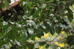 Cryptocarya natalensis