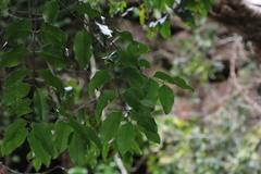 Cryptocarya natalensis