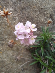 Armeria pubigera