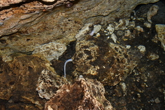 Ophisternon infernale