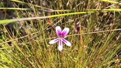 Pelargonium pseudosetulosum