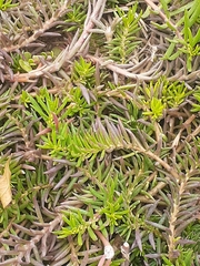 Portulaca grandiflora