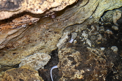 Ophisternon infernale