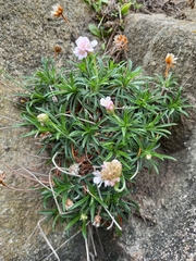 Armeria pubigera